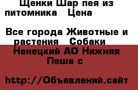 Щенки Шар пея из питомника › Цена ­ 25 000 - Все города Животные и растения » Собаки   . Ненецкий АО,Нижняя Пеша с.